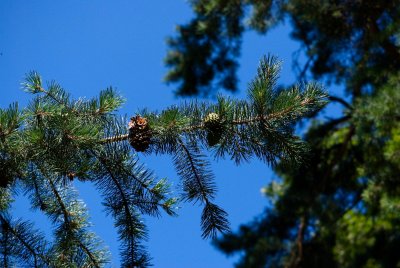 Pinus pungens - borovice pichlavá - šišky